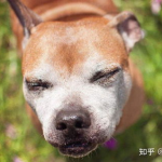 狗的寿命一般多长,了解不同犬种的平均寿命与影响因素